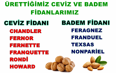 CEVİZ-CEVİZLERİMİZ-WALNUT